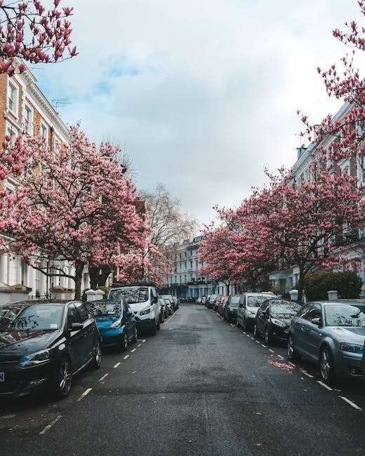 A residential street lined with parked cars on both sides, with blooming pink cherry blossom trees overhead, set against a backdrop of white and beige Victorian-style townhouses with decorative facades. The street surface is asphalt, appearing clean and well-maintained, with a few fallen petals scattered on the road. The sky is partly cloudy, providing soft natural light that enhances the vibrant colors of the blossoms. This scene illustrates a picturesque urban setting, reflecting the typical charm of Kensington, where professional cleaning services like [COMPANY_NAME] might be employed to maintain the pristine condition of such properties during end of tenancy cleaning or routine domestic cleaning. The overall atmosphere is calm and tidy, emphasizing the importance of surface cleaning and outdoor maintenance in a high-end residential area.